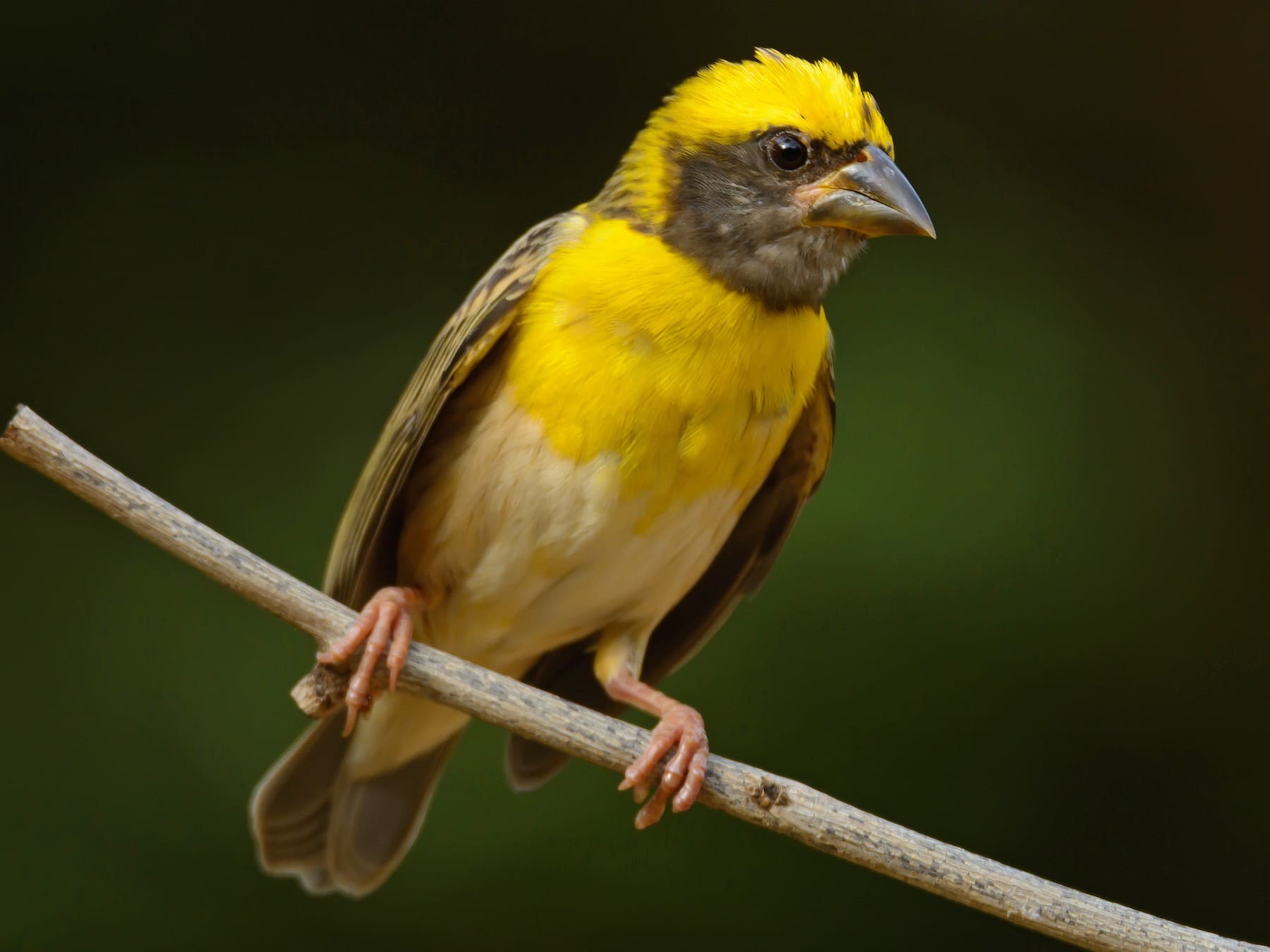 Baya Weaver